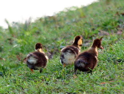 [All ducklings are on grass walking away from the camera. The middle duckling in the lead is the one with the stripe on its face. It is also the one with the most white down on its backside. The duckling on the right has only a few white downy feathers. The one on the left has a bigger patch of white, but not as big as the middle duckling.]